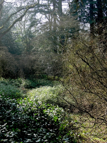 Bois des Moutiers (131) mars 2012